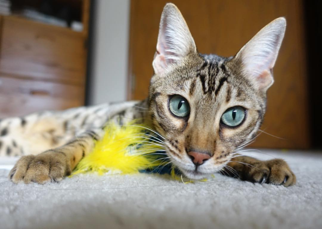 NBA赛季篮板效率排名分析，nba篮板总排名