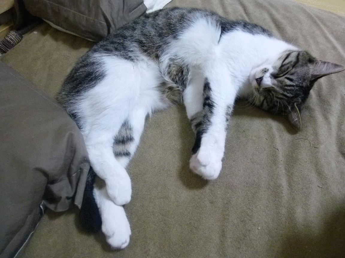 西甲比赛密集期球员疲劳管理新技术探索