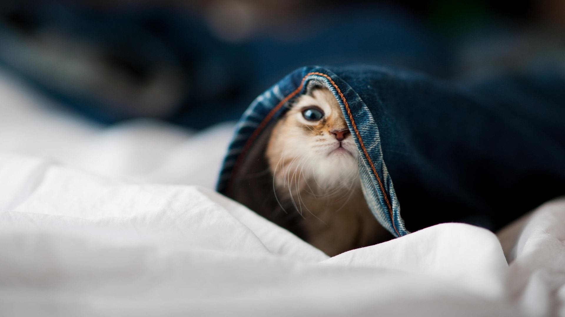 九游官网下载电脑版-CBA球队青训梯队建设成果显现，cba青训队怎么选人