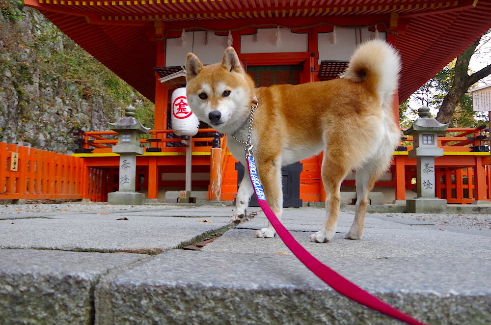 中国三人女篮通过国际赛事积累经验，中国女篮三人篮球比赛结果