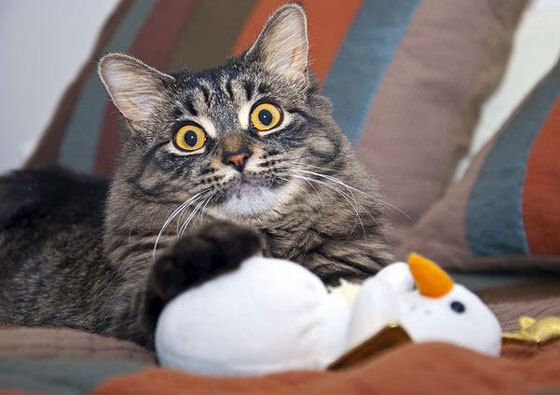 史密斯决赛精彩瞬间成为焦点,史密斯决赛精彩瞬间成为焦点了吗