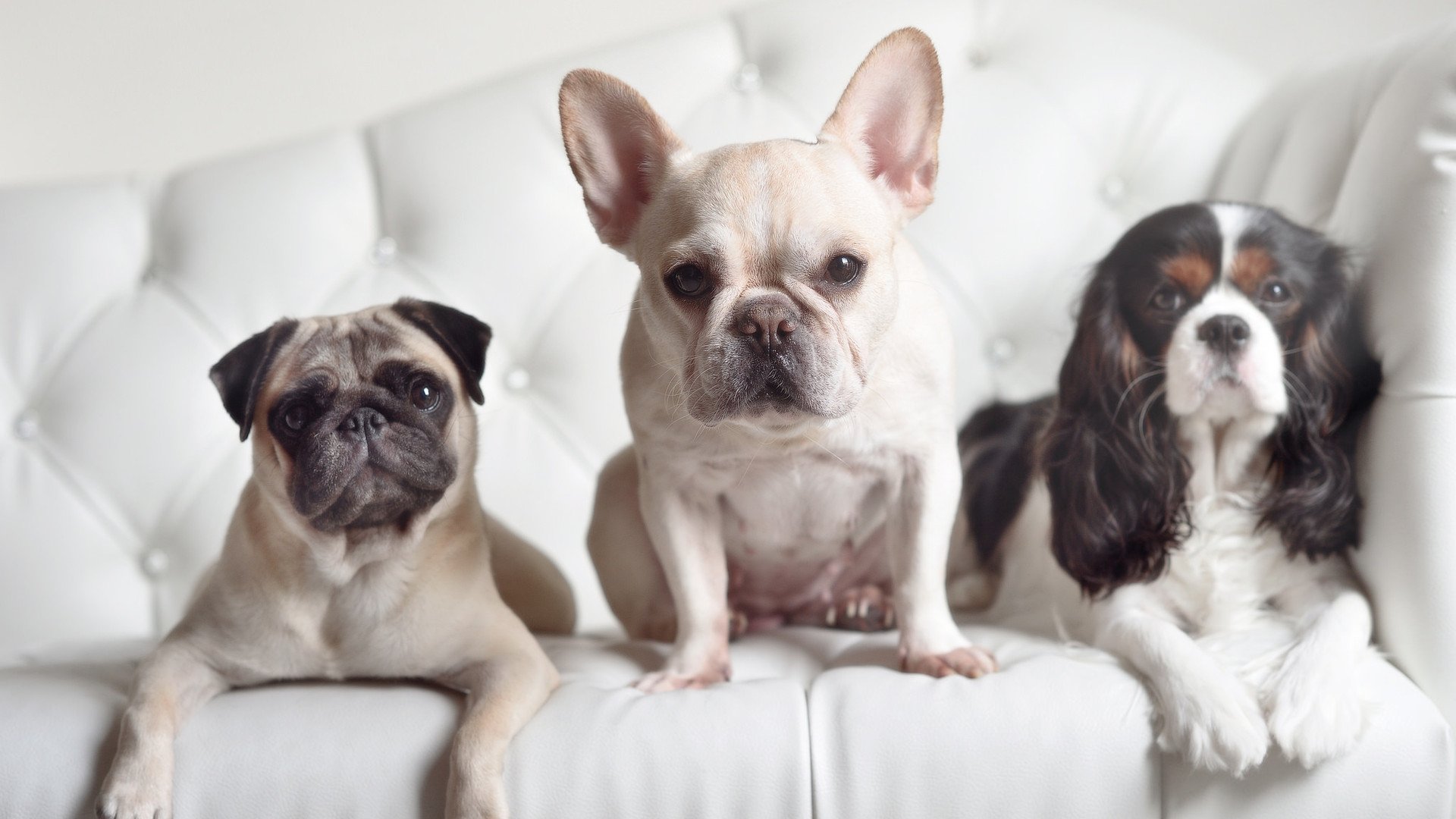 唐纳德·高尔凭借个人能力助袋鼠队完成关键进攻,唐纳德高斯简介