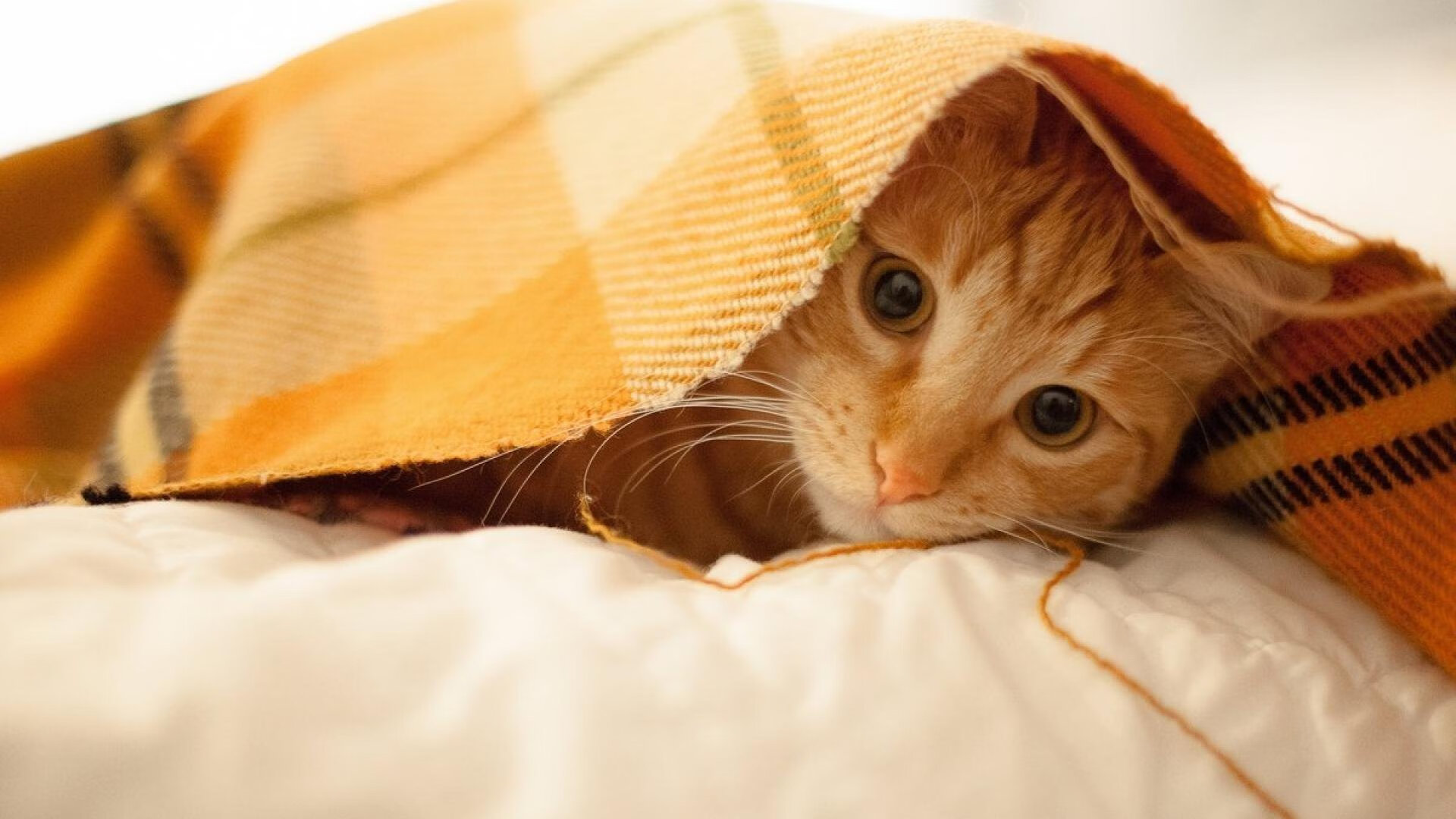 JIUYOU GAMING-退役运动员转型篮球内容创作者分享训练经验受欢迎，退役运动员转型与发展的法律