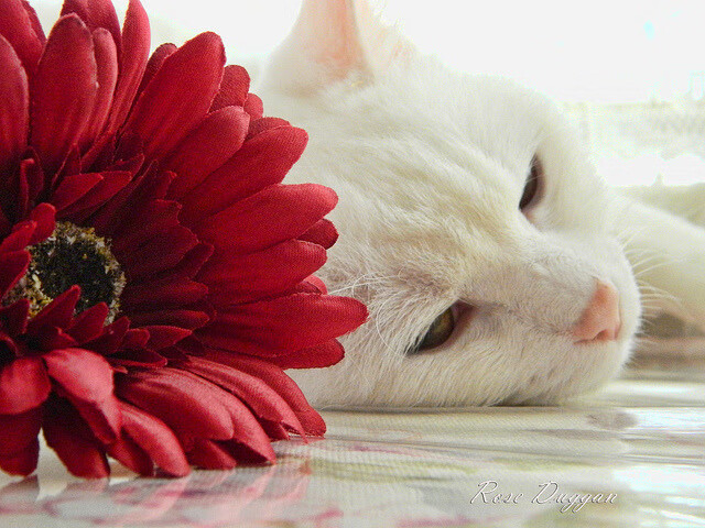 中国足球青少年球员自我管理能力培养途径，中国足球青少年现状