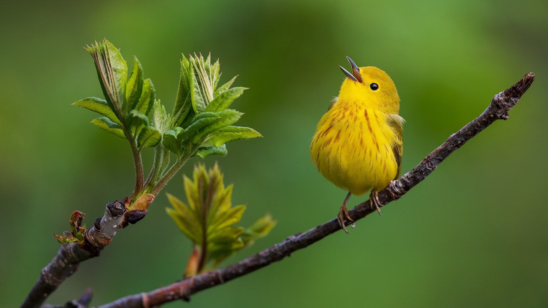 -十亿债务压力下，陈年十年还清的故事，还债十几年